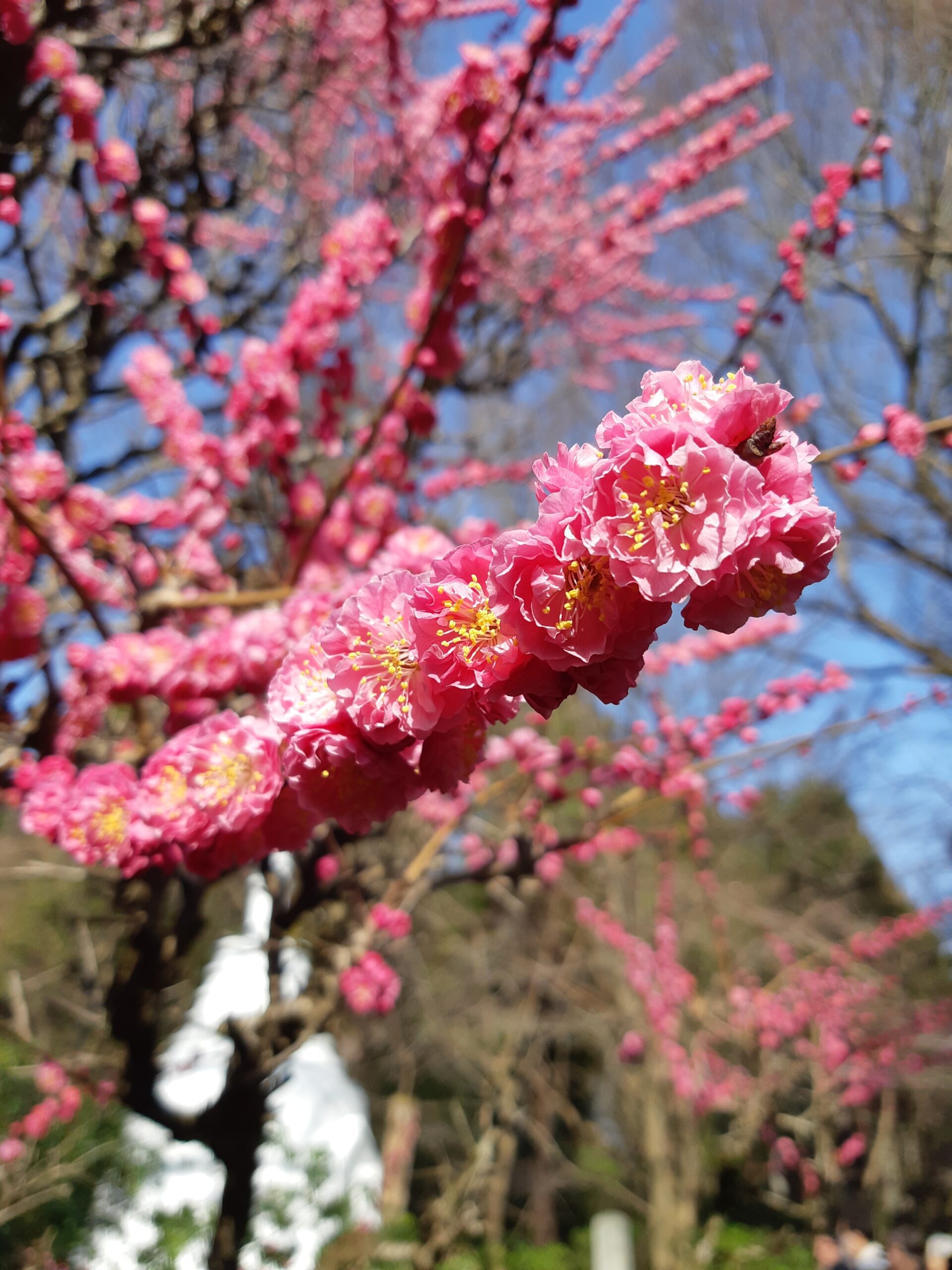 JAPON, TERRE DE CONTRASTES ET D’EMOTIONS