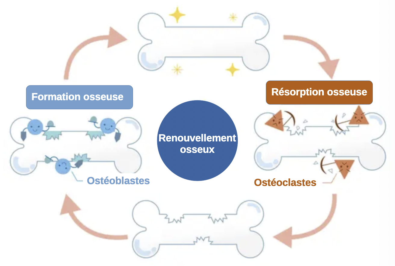 L’os, un tissu en constant et rapide renouvellement